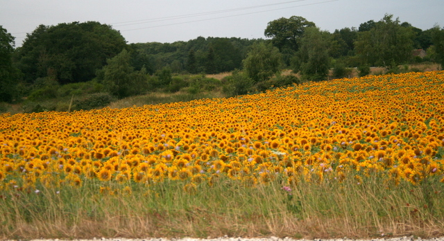 08 - sunflower field.JPG