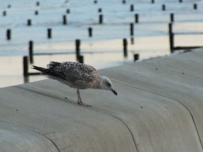 Pictures.005.jpeg (118.73 KiB) Viewed 11906 times Pictures.005.jpeg