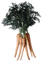 bxp28678.jpg